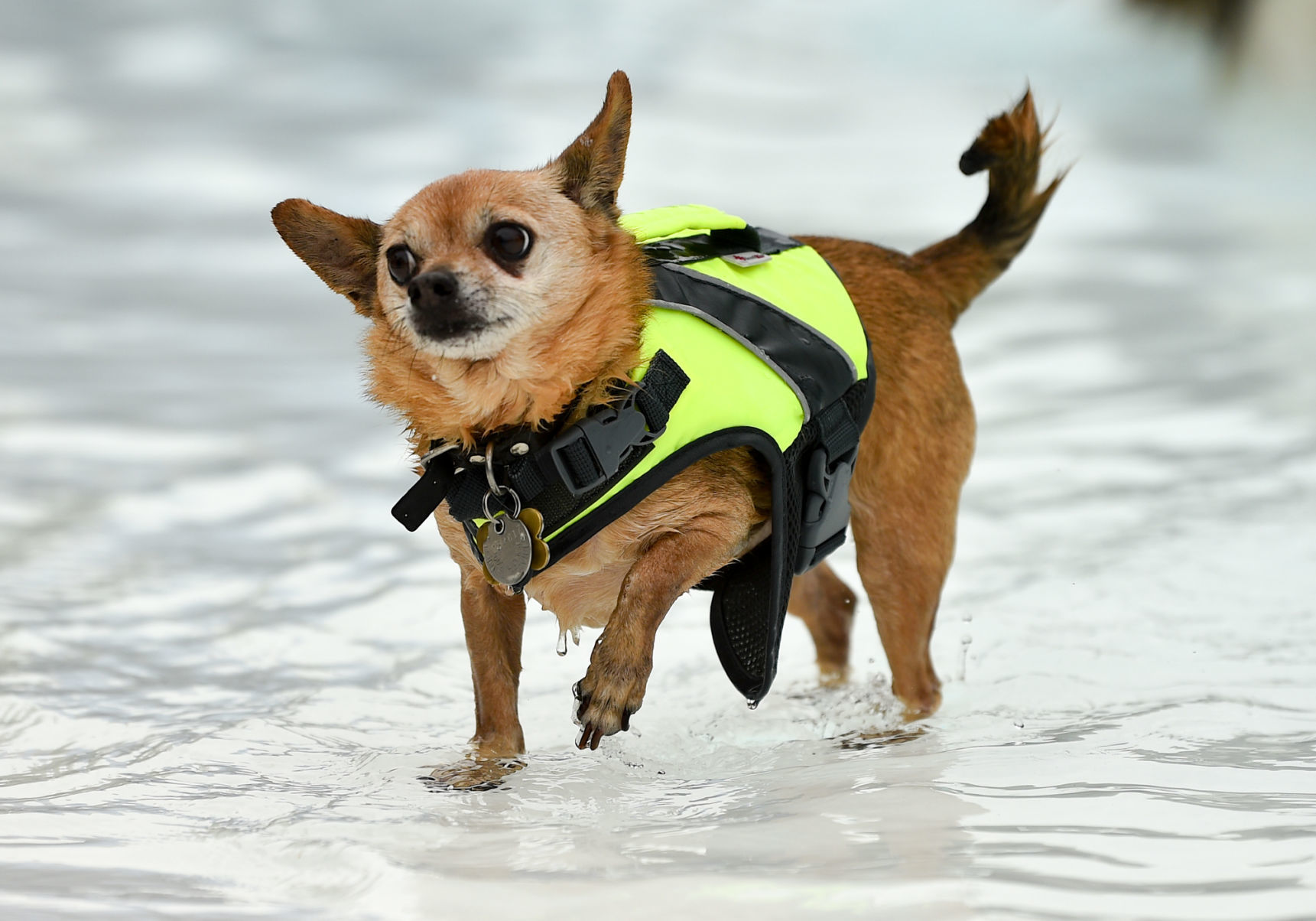 081919-mda-nws-furfriends-006a.JPG
